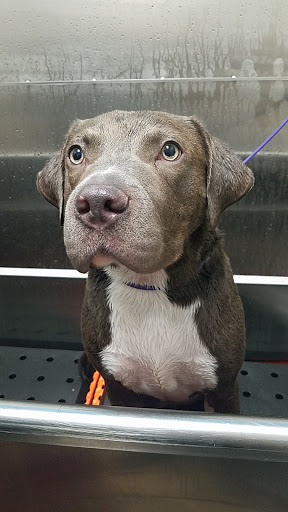 Pet Supply Store «Treats Unleashed», reviews and photos, 306 Mid Rivers Center, St Peters, MO 63376, USA