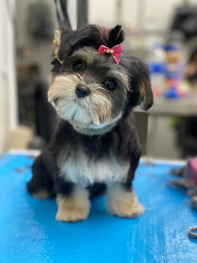 Pet Store «La Bone Pet Spa», reviews and photos, 8739 Stirling Rd, Cooper City, FL 33328, USA