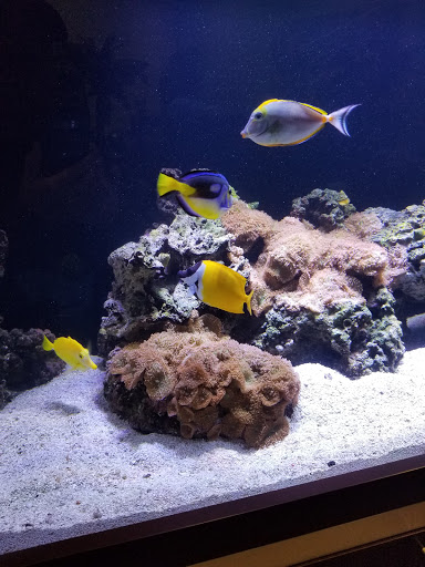 Used Car Dealer «Stevens Creek Toyota Certified Used Cars», reviews and photos, 380 Kiely Blvd, San Jose, CA 95129, USA