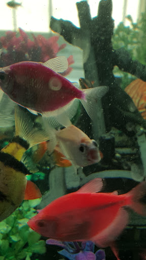 Petco image