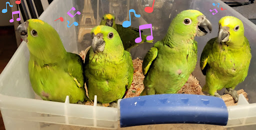 Pet Store «Louis Birds Pets & Supplies», reviews and photos, 80 Keyes St, San Jose, CA 95122, USA