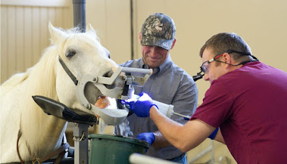 Midwest Veterinary Dental Services