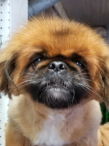 Pet Groomer «Dog House Grooming Shop», reviews and photos, 103 Mohawk Dr, Portsmouth, VA 23701, USA