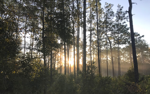 Nature Preserve «Green Swamp Wilderness Preserve», reviews and photos, 28057 FL-471, Webster, FL 33597, USA