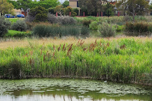 Wetlands