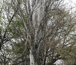 Rincón del Valle Park photo