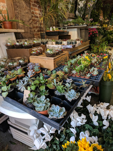 Florist «Brattle Square Florist», reviews and photos, 31 Brattle St, Cambridge, MA 02138, USA