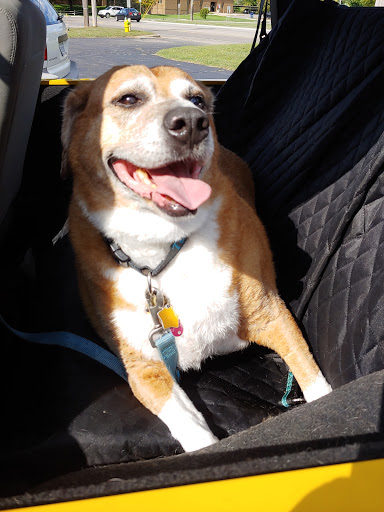 Pet Store «The Dog Dive», reviews and photos, 1613 Riverview Dr, Kalamazoo, MI 49004, USA