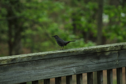 Zoo «Cape May County Park & Zoo», reviews and photos, 707 U.S. 9, Cape May Court House, NJ 08210, USA