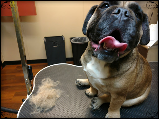 Pet Supply Store «Pet Valu», reviews and photos, 3437 Center Rd, Brunswick, OH 44212, USA