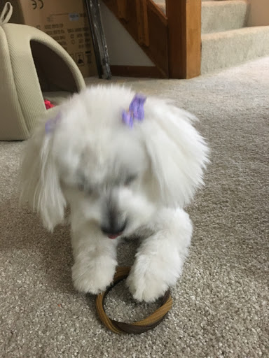 Pet Supply Store «Petco Animal Supplies», reviews and photos, 86 Storrs Rd, Mansfield Center, CT 06250, USA