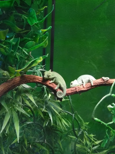 Reptile Store «Reptile Pets Direct», reviews and photos, 8088 Pat Booker Rd, Live Oak, TX 78233, USA