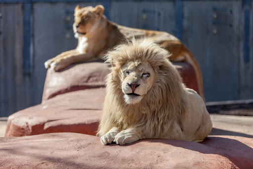 Zoo «Capron Park Zoo», reviews and photos, 201 County St, Attleboro, MA 02703, USA