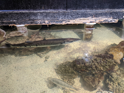 Aquarium «Old Orchard Aquarium», reviews and photos, 9235 Skokie Blvd, Skokie, IL 60077, USA