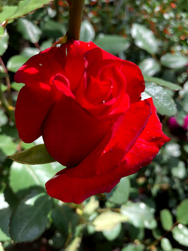 Garden Center «Stonewall Garden Center», reviews and photos, 4675 PA-447, Canadensis, PA 18325, USA