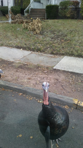 Auto Parts Store «Belleville Automotive Parts», reviews and photos, 538 Washington Ave # A, Belleville, NJ 07109, USA