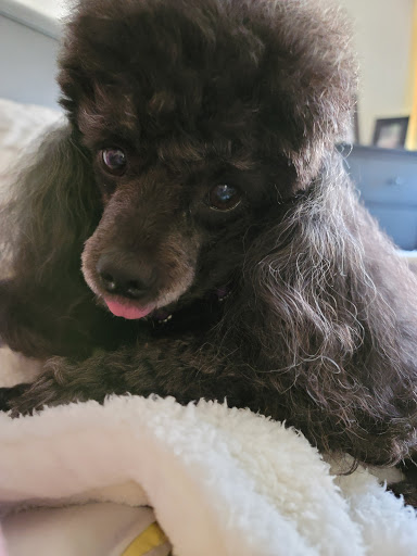 Pet Supply Store «PetSmart», reviews and photos, 9616 Reisterstown Rd #325, Owings Mills, MD 21117, USA