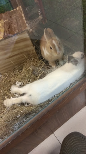 Tiendas de conejos en Granada
