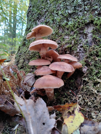 Nature Preserve «Gummere Woods And Marsters Preserve Trail», reviews and photos, 4 Wheeler Rd, North Grafton, MA 01536, USA