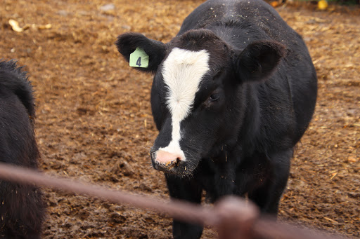 Produce Market «Kroul Farms», reviews and photos, 245 IA-1, Mt Vernon, IA 52314, USA