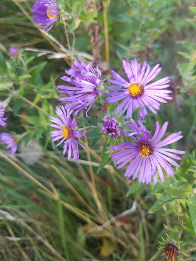 Park «Shades Beach Park», reviews and photos, 7000 E Lake Rd, Erie, PA 16511, USA