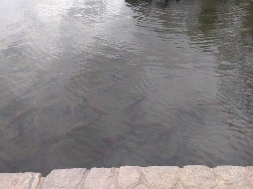 Museum «Washington County Museum of Fine Arts», reviews and photos, 401 Museum Dr, Hagerstown, MD 21741, USA