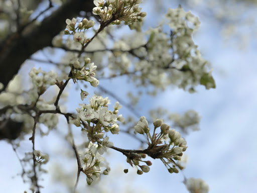 Golf Course «Maple Moor Golf Course», reviews and photos, 1128 North St, White Plains, NY 10605, USA