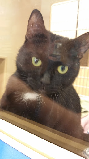 Pet Supply Store «PetSmart», reviews and photos, 6675 S Virginia St, Reno, NV 89511, USA