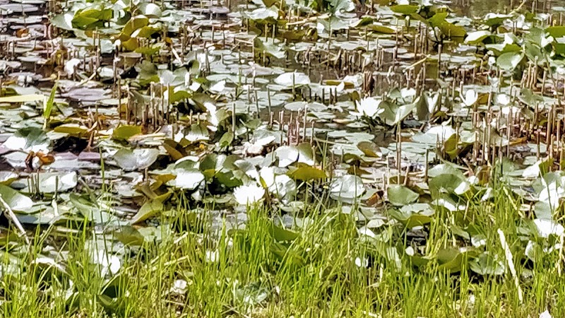 湿性植物園