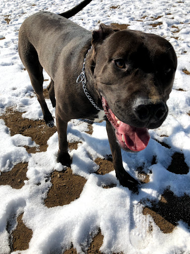 Dog Park «Grandview Dog Park», reviews and photos, 17500 E Quincy Ave, Aurora, CO 80015, USA