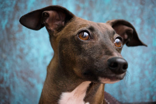 Dog Trainer «Dog Door Behavior Center and Outfitters», reviews and photos, 1 Battle Square A, Asheville, NC 28801, USA