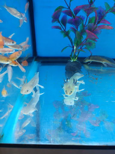 Pet Supply Store «Pet Supplies Plus», reviews and photos, 319 Massachusetts Ave, Lunenburg, MA 01462, USA