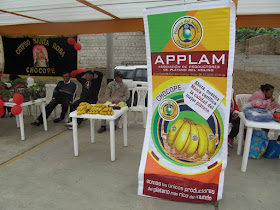 Asociación de Productores de Plátano del Molino.