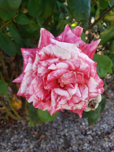 Golf Club «Buchanan Fields Golf Course», reviews and photos, 1091 Concord Ave, Concord, CA 94520, USA