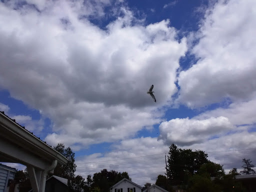 Home Goods Store «Dollar General», reviews and photos, 2649 Main St, Whitney Point, NY 13862, USA