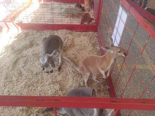 Arena «The Family Arena», reviews and photos, 2002 Arena Pkwy, St Charles, MO 63303, USA