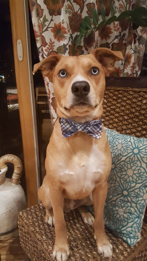 Pet Supply Store «Republic of Paws», reviews and photos, 2411 W Colorado Ave, Colorado Springs, CO 80904, USA