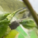 Photo n°1 de l'avis de Arie. fait le 11/08/2023 à 09:19 sur le  HAFFdüün - Strandbar Haffkrug à Scharbeutz