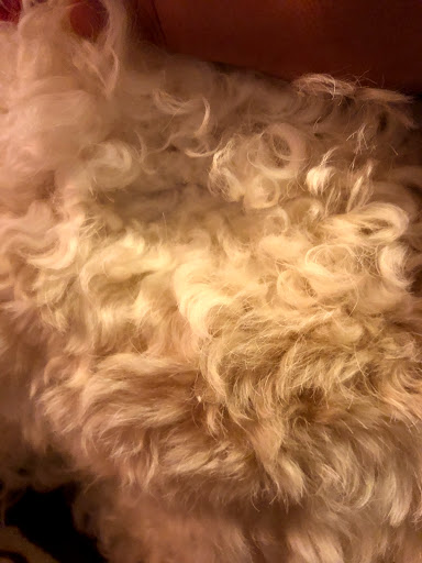 Pet Supply Store «EarthWise Pet», reviews and photos, 4880 Lower Roswell Rd #10, Marietta, GA 30068, USA