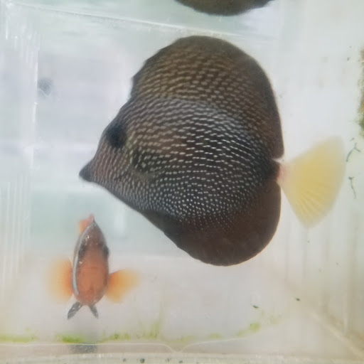 Pet Store «Tanks A Lot Aquariums», reviews and photos, 6680 Lantana Rd, Lake Worth, FL 33467, USA