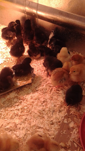 Pet Supply Store «Western Ranch & Pet Supply», reviews and photos, 103 Aegean Way, Vacaville, CA 95687, USA