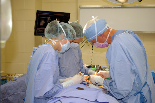 American College of Veterinary Surgeons image