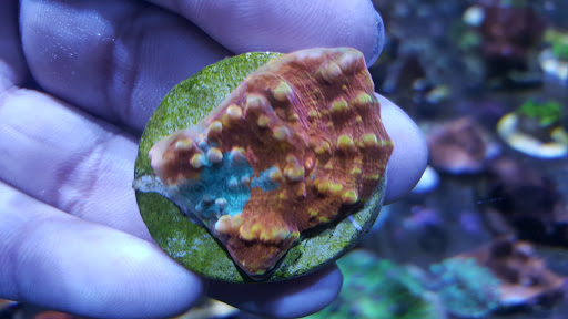 Tropical Fish Store «Scranton Aquarium», reviews and photos, 1819 Sanderson Ave, Scranton, PA 18509, USA