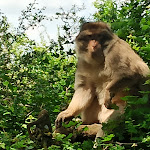 Photo n° 4 de l'avis de David.o fait le 15/05/2023 à 09:02 pour La Forêt des Singes à Rocamadour