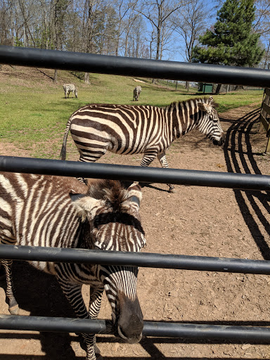 Zoo «Chestatee Wildlife Preserve & Zoo», reviews and photos, 469 Old Dahlonega Hwy, Dahlonega, GA 30533, USA