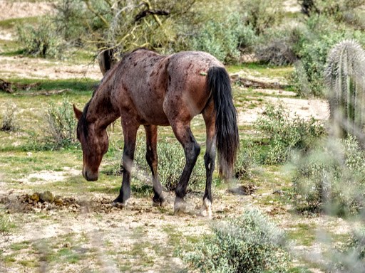 Country Club «Red Mountain Ranch Country Club», reviews and photos, 6425 E Teton Cir, Mesa, AZ 85215, USA
