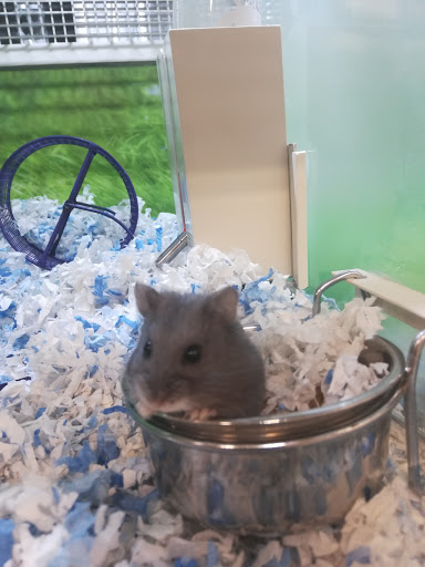 Pet Supply Store «PetSmart», reviews and photos, 5200 W Main St, Kalamazoo, MI 49009, USA