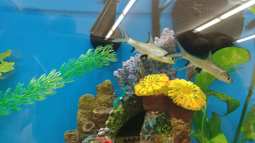 Pet Supply Store «Pet Supplies Plus», reviews and photos, 500 S St W, Raynham, MA 02767, USA