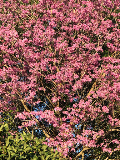 Insurance Agency «Joy Morse - State Farm Insurance Agent», reviews and photos