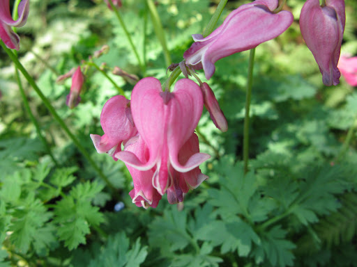 Garden Center «Victoria Gardens», reviews and photos, 1 Cottekill Rd, Rosendale, NY 12472, USA